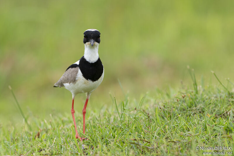 Pied Ploveradult, close-up portrait