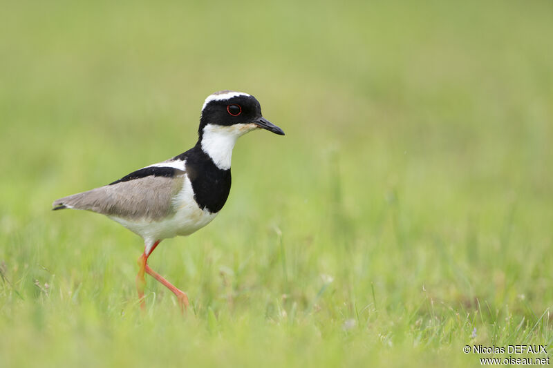 Pied Ploveradult, close-up portrait