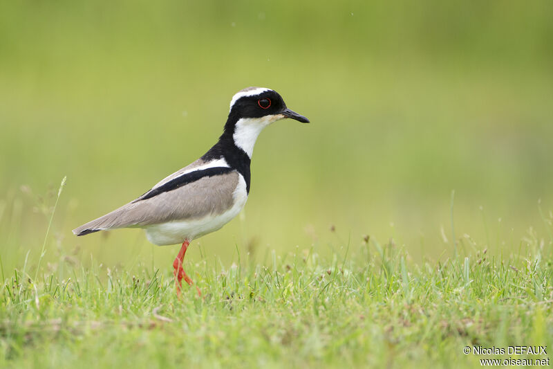 Pied Ploveradult, close-up portrait