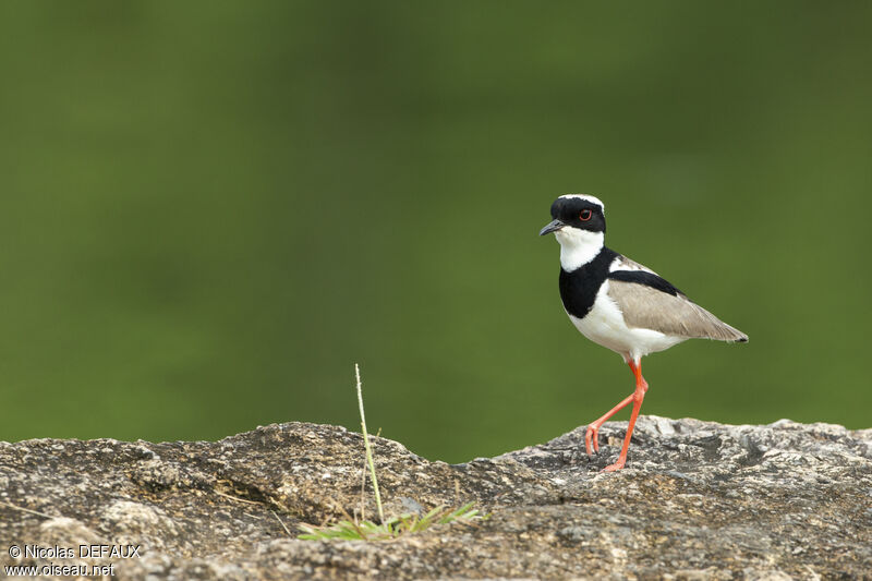 Pied Ploveradult, close-up portrait