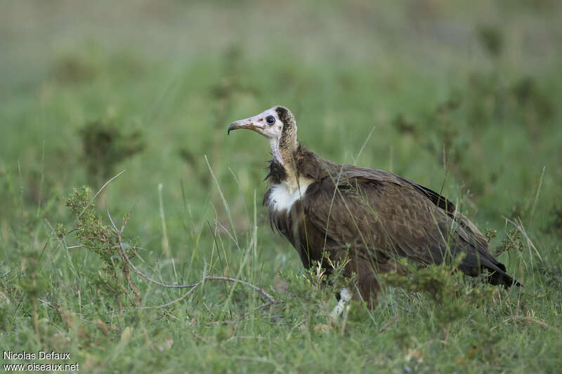 Vautour charognardjuvénile, identification