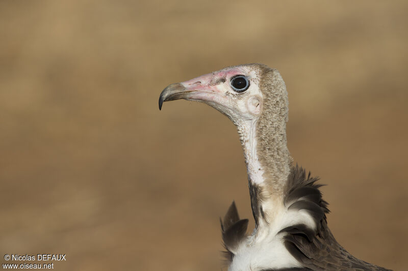 Vautour charognard, portrait