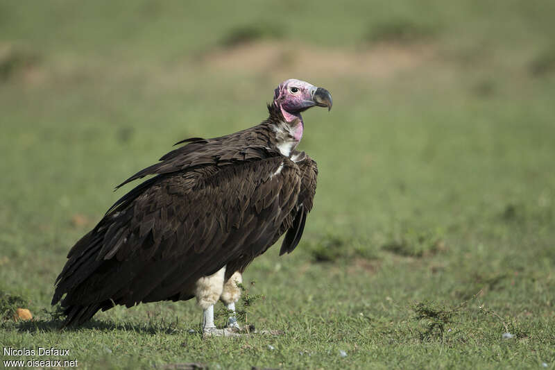 Lappet-faced Vultureadult, identification