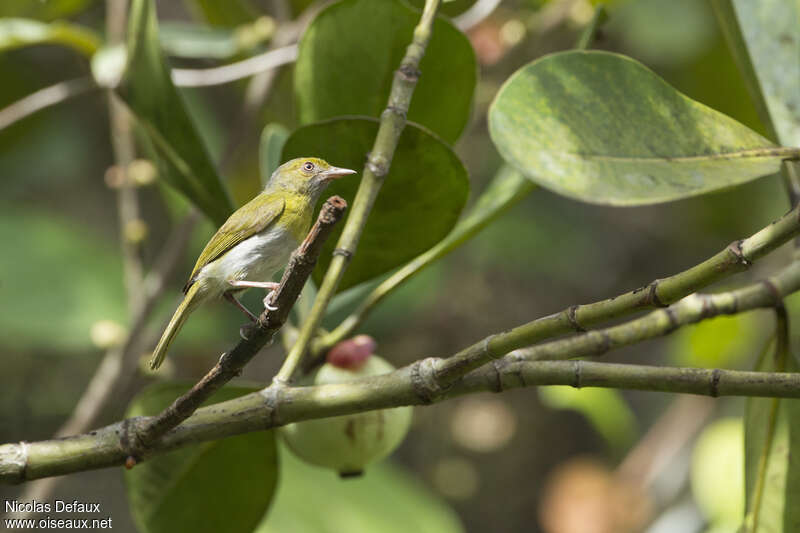 Lemon-chested Greenletadult, identification