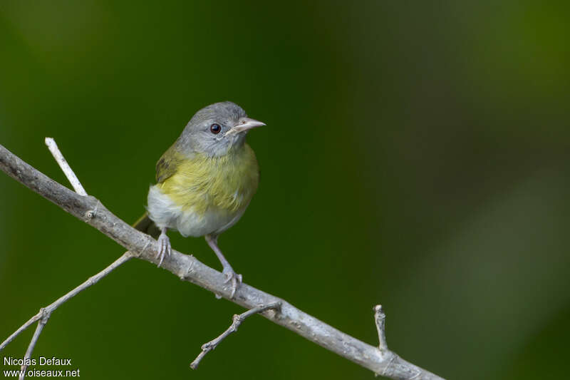 Ashy-headed Greenletadult