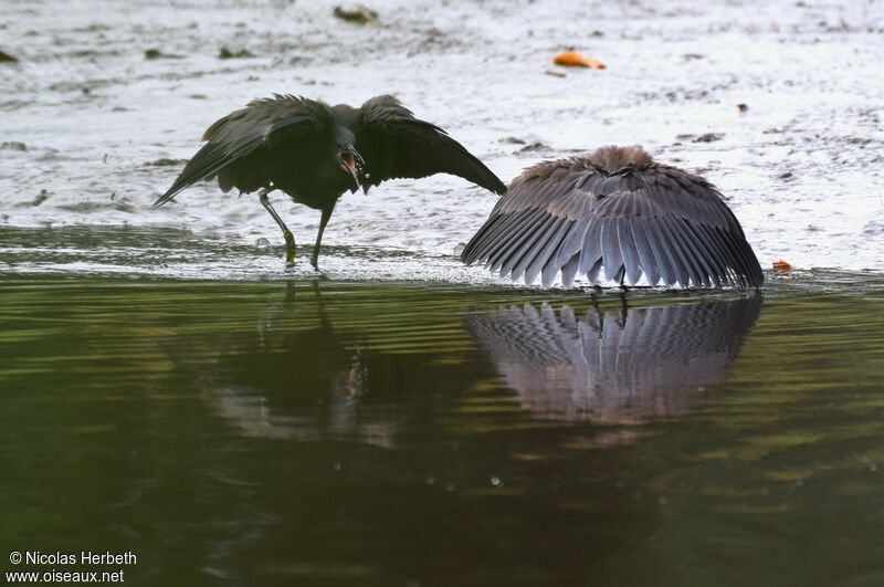 Black Heron