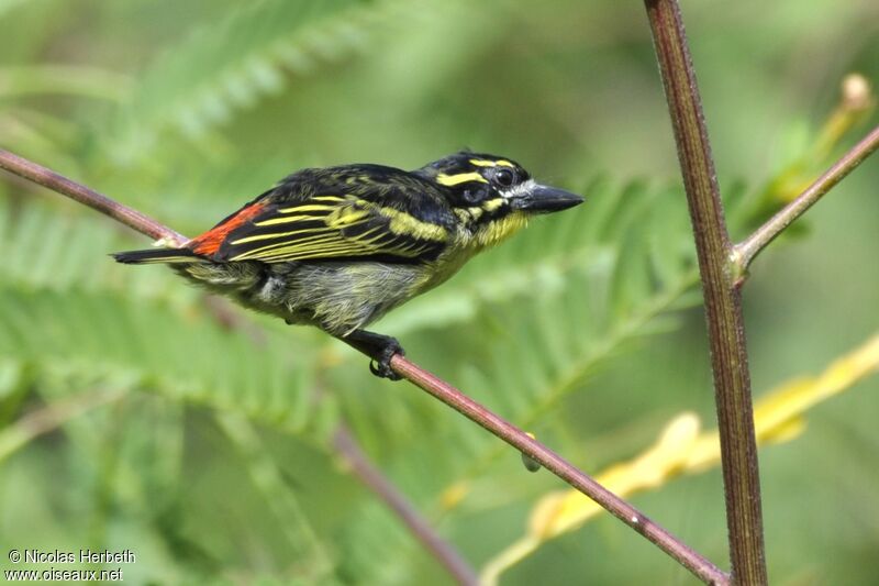 Red-rumped Tinkerbird