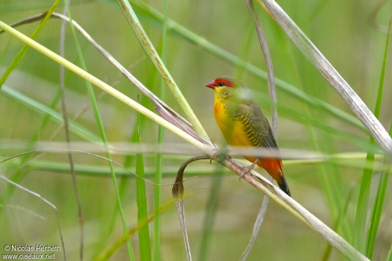 Orange-breasted Waxbill