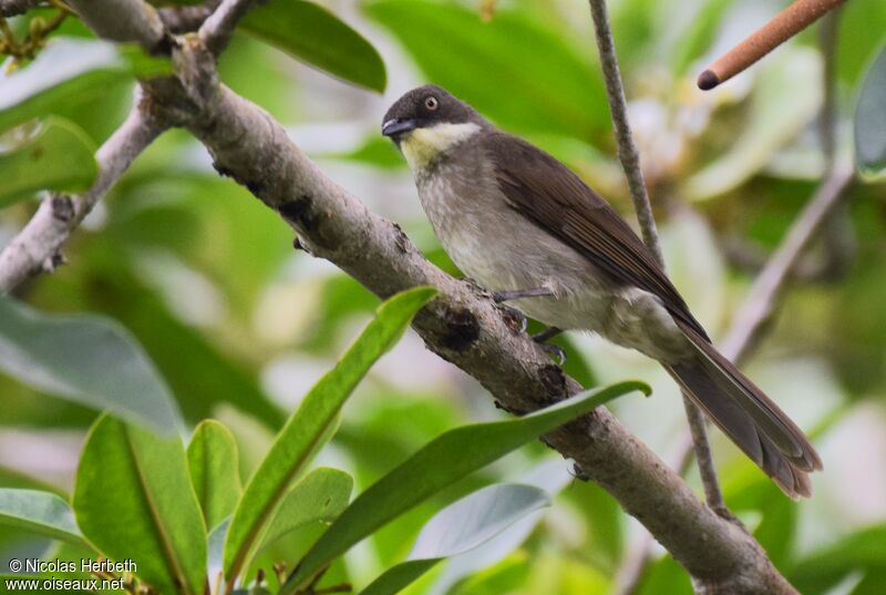 Bulbul à gorge claire