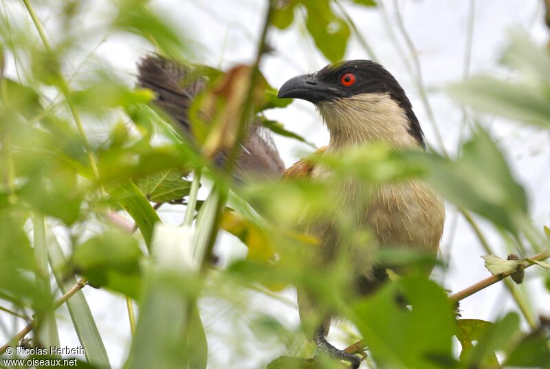 Senegal Coucal