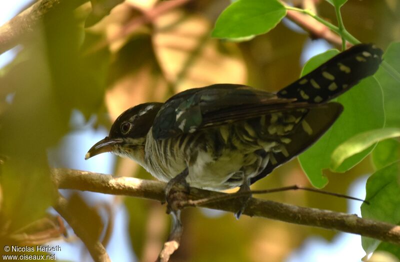 Diederik Cuckoo