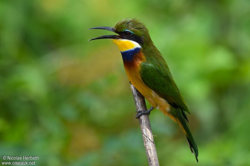 Guêpier à collier bleuadulte nuptial, identification