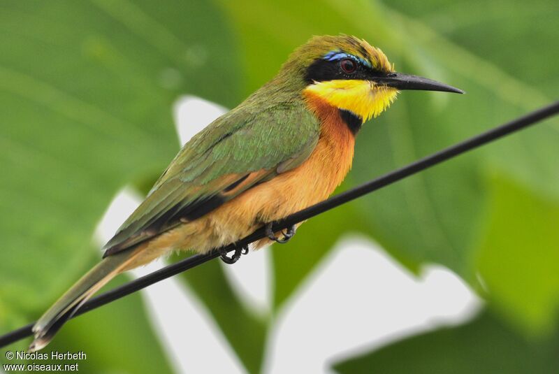 Little Bee-eater