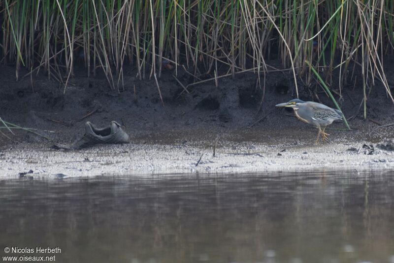 Striated Heron