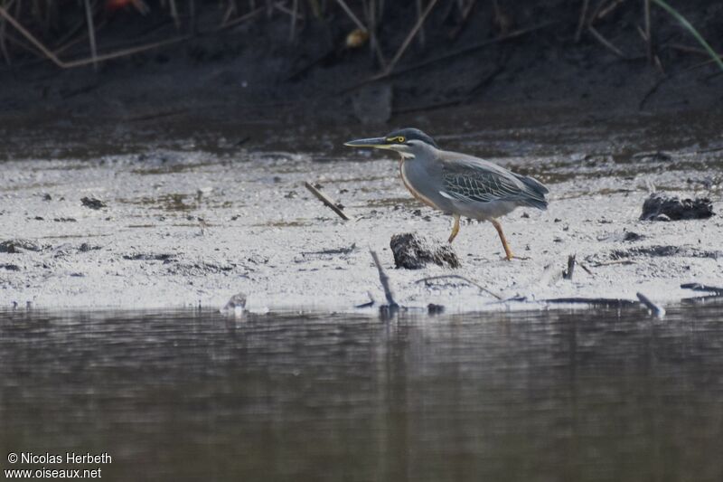 Striated Heron