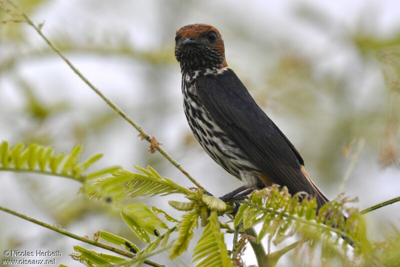 Lesser Striped Swallow