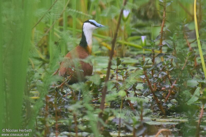 Jacana à poitrine dorée