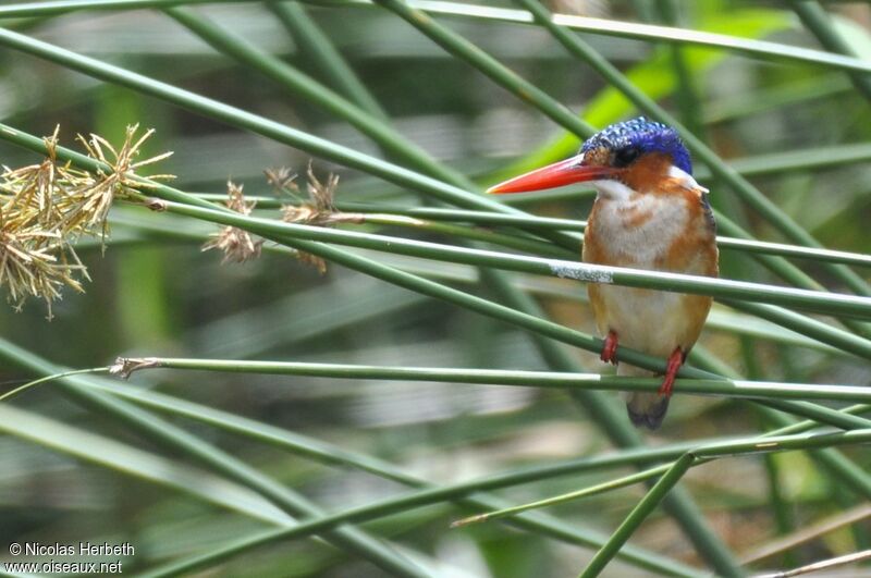 Malachite Kingfisher