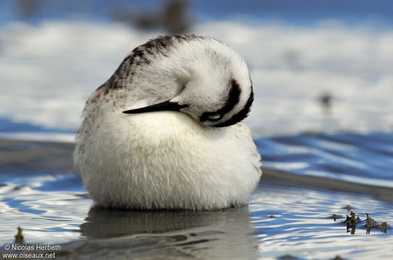 Phalarope à bec étroit