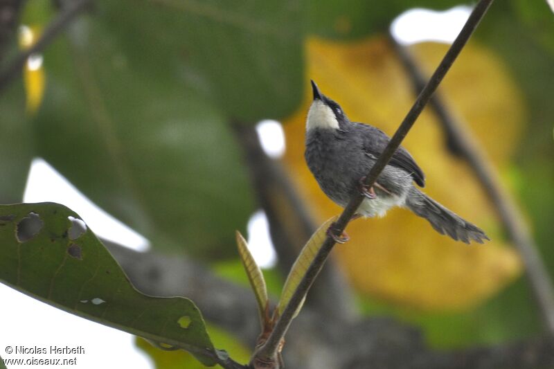 Prinia à gorge blanche