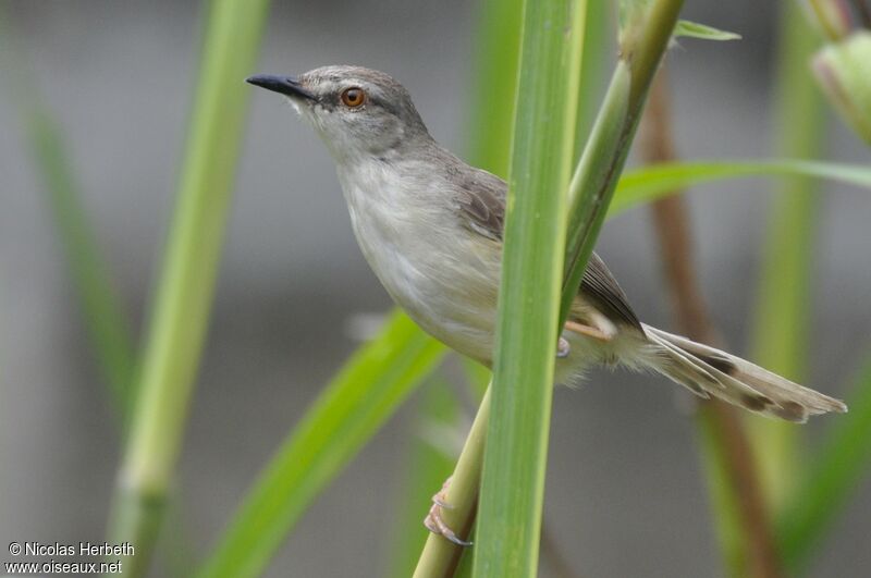 Tawny-flanked Prinia