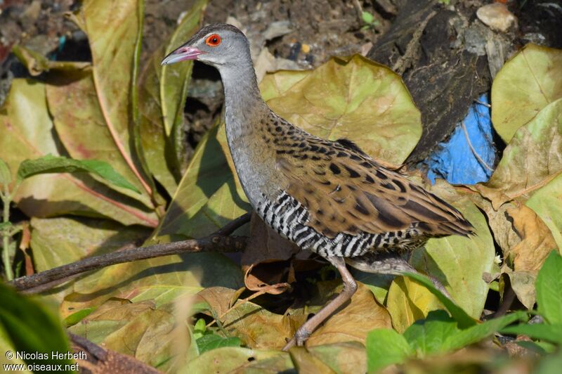 African Crake