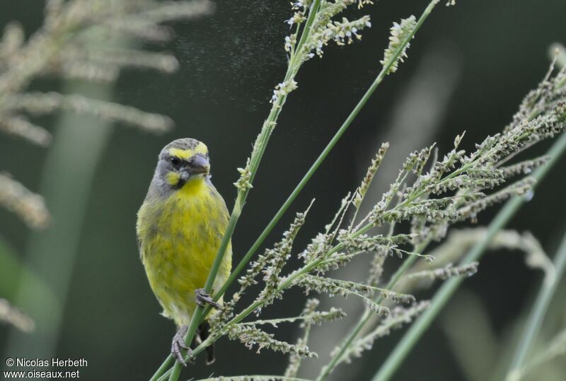 Serin du Mozambique