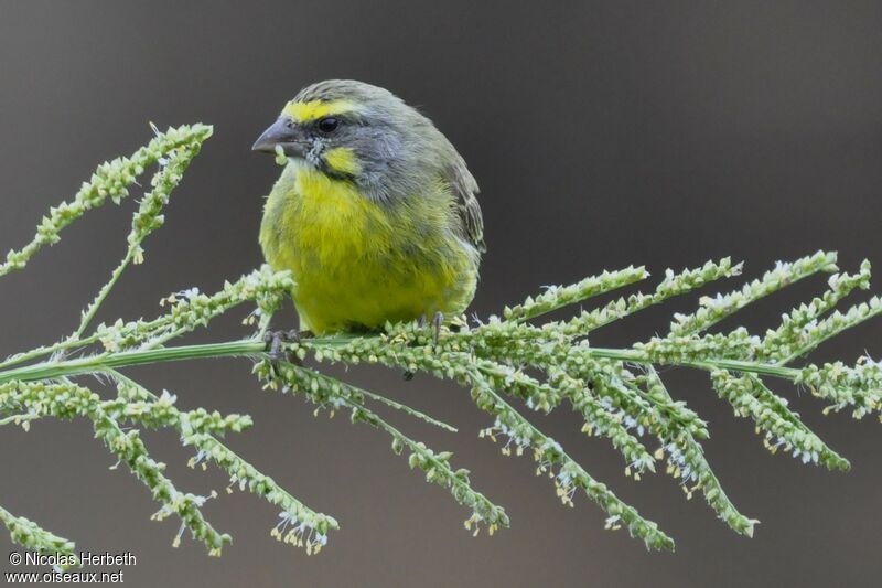 Yellow-fronted Canary