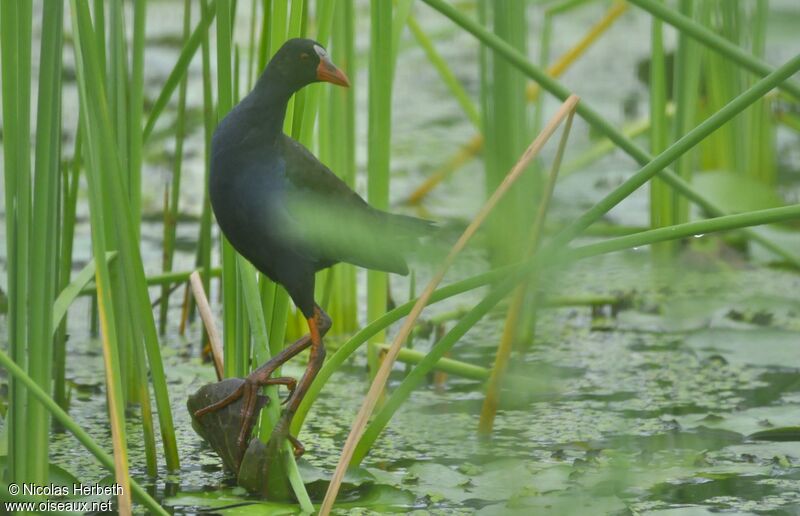 Allen's Gallinule