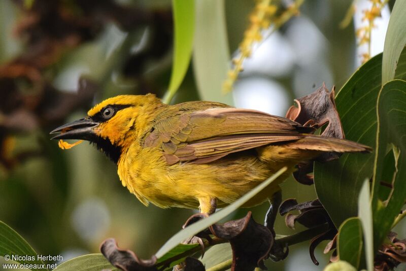 Spectacled Weaver