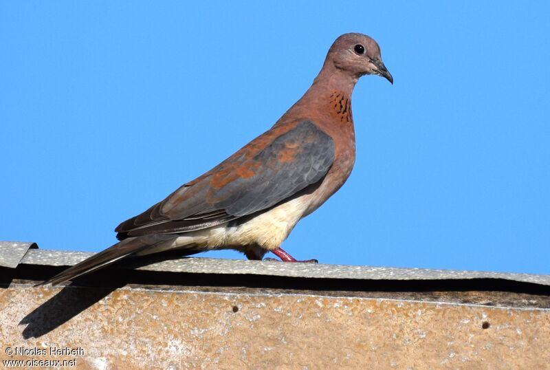 Laughing Dove