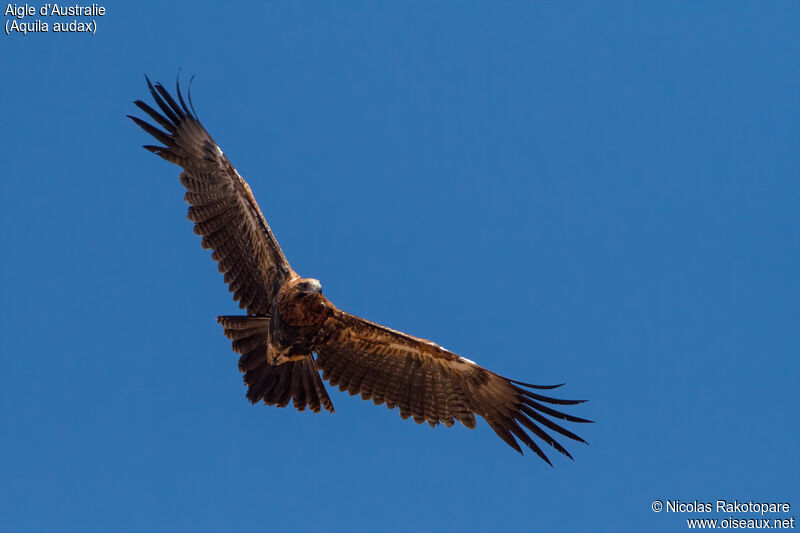 Aigle d'Australie