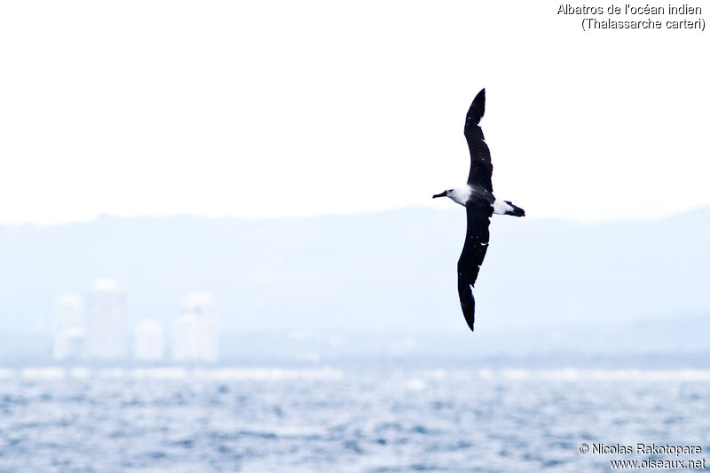 Albatros de l'océan indien