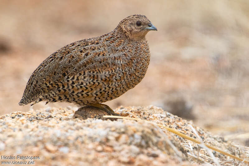 Caille tasmaneadulte, identification