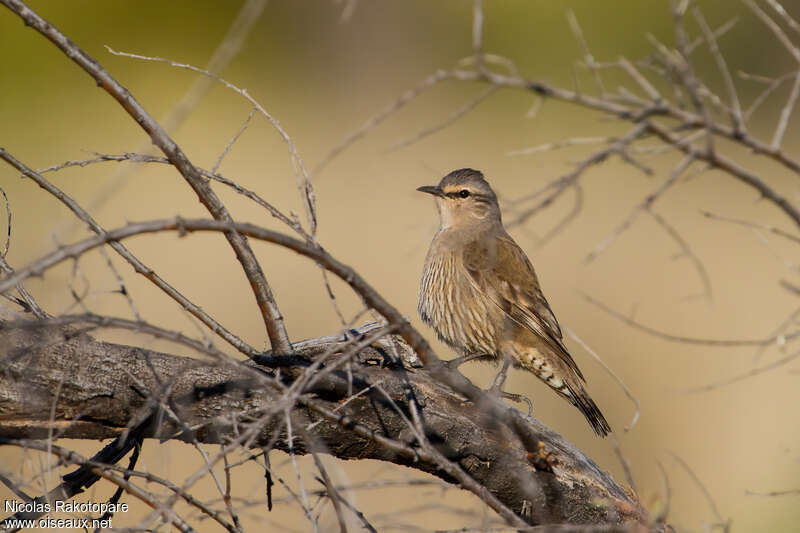 Échelet brunadulte, identification