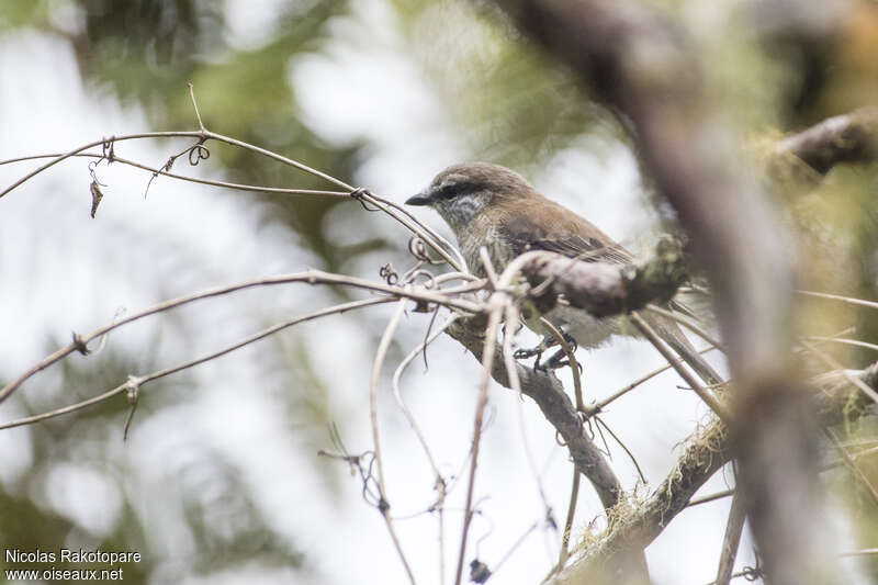 Échenilleur cuisenier femelle adulte, identification