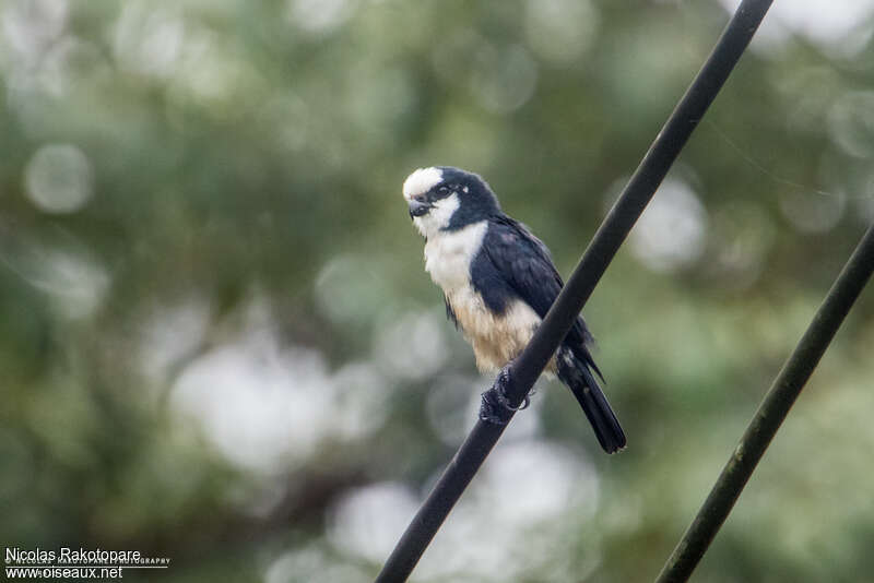 Fauconnet de Bornéoadulte, identification