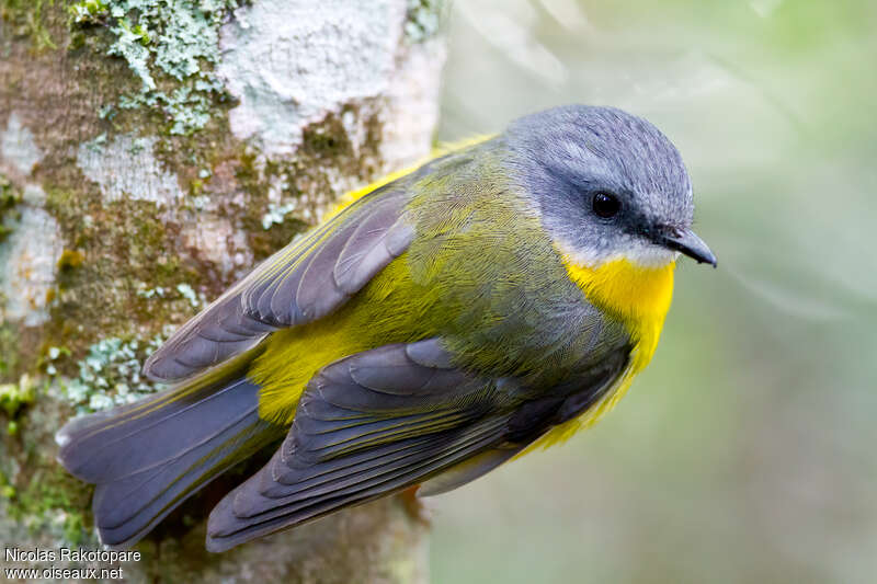 Eastern Yellow Robinadult, aspect, pigmentation