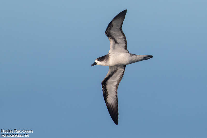 Pétrel de Barauadulte, identification