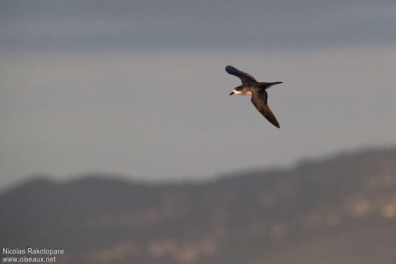 Barau's Petreladult, Flight