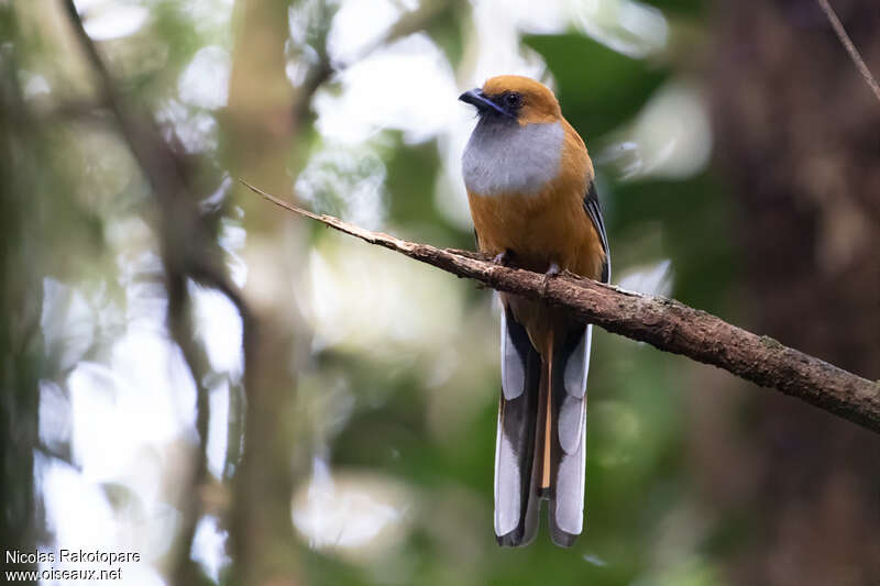 Trogon de Whitehead femelle adulte, identification