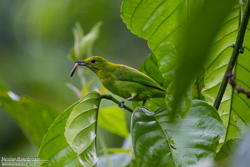 Verdin barbe-bleue femelle adulte, habitat