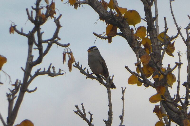 Bruant à couronne blancheadulte