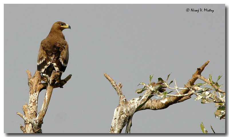 Aigle des steppes