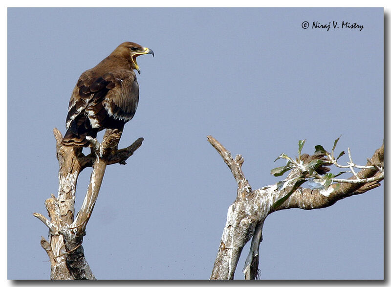 Steppe Eagle