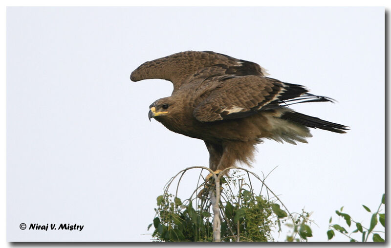 Aigle des steppes