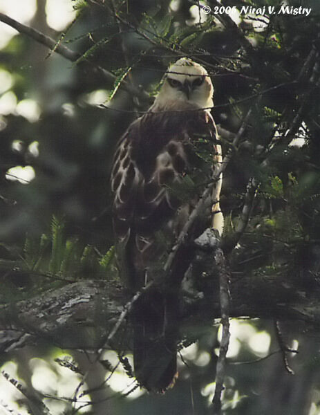 Aigle huppé