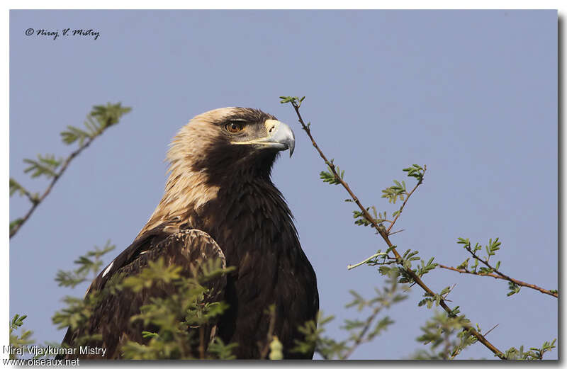 Eastern Imperial Eagleadult, close-up portrait