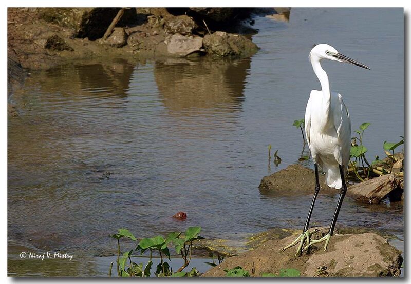 Little Egret