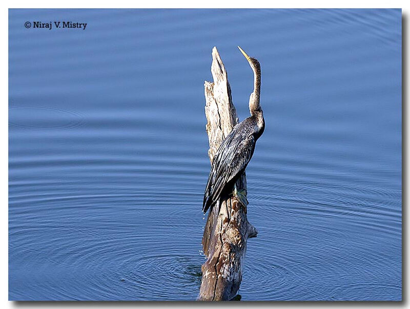 Anhinga roux